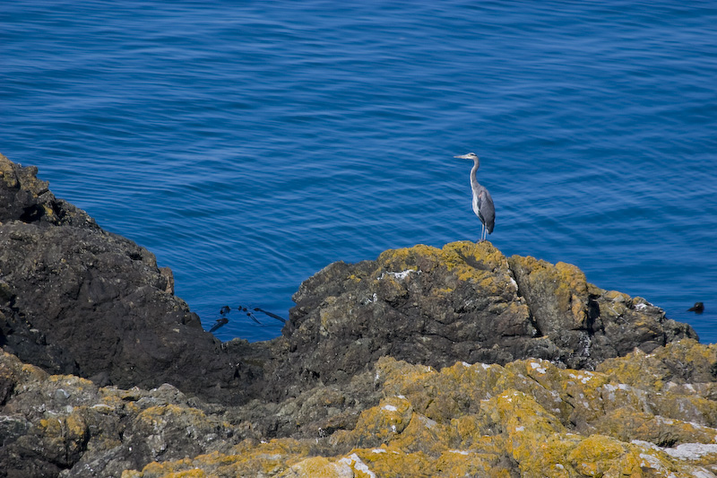 Great Blue Heron On Kelp